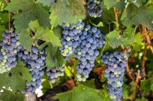 Carmenere grapes from Chile