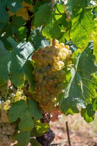 Viognier Grapes